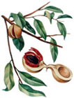 Myristica Fragrans