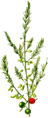 Asparagus Adscendens