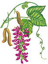 Mucuna Pruriens