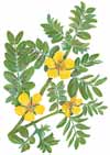 Tribulus Terrestris