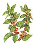 Withania Somnifera